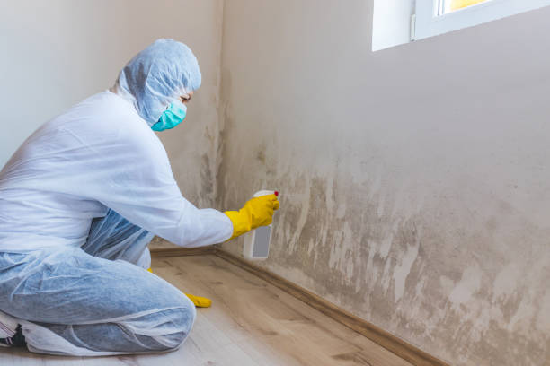 Licensed Basement Mold Remediation service in Coburn, PA - WQB Mold Removal