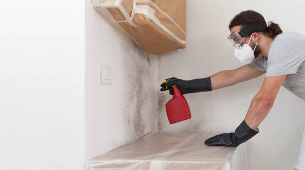 Professional Basement Mold Remediation technician working in Coburn, PA