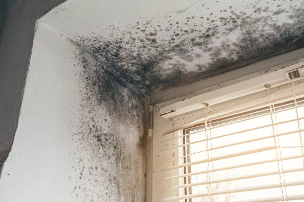 Affordable Basement Mold Remediation solutions in Coburn, PA