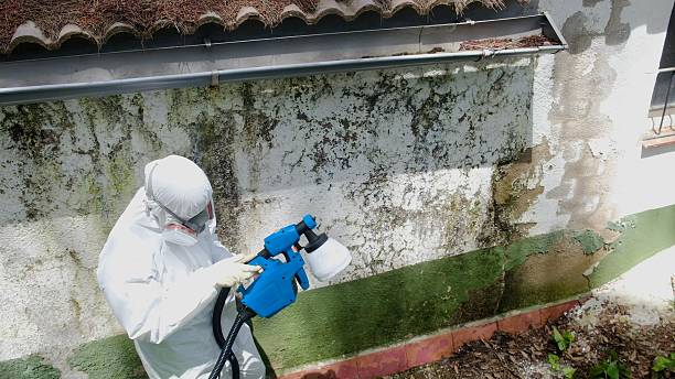 Top rated local Basement Mold Remediation specialists in Coburn, PA